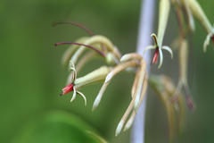Scurrula parasitica